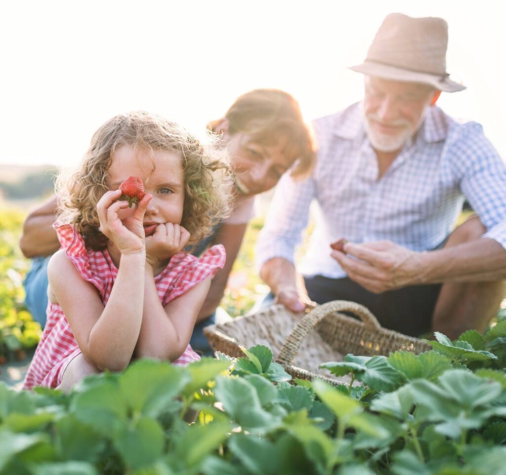 granddaughter picking strawberries with her grandparents wealth management